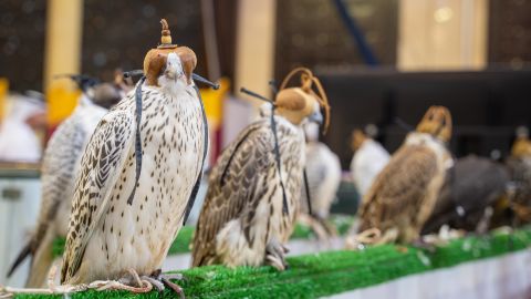 Most Expensive Falcon at International Falcon Breeders Auction sold for $106K