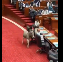 Donkey storms Pakistan’s senate, leaving lawmakers in stitches