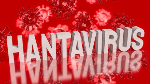 Flight attendant hospitalized with Hantavirus symptoms in Netherlands