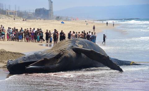 Humpback Whale Found Dead on Saudi Asir Beach  