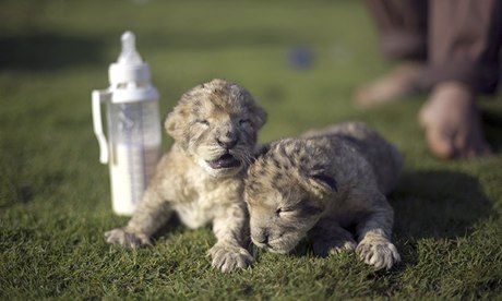 A lion by any other name would roar as loudly: Cuddly Gaza Strip lion cubs named after Hamas missiles