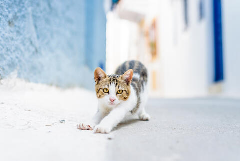What is it With Cats and Photography? See for Yourself in Dubai