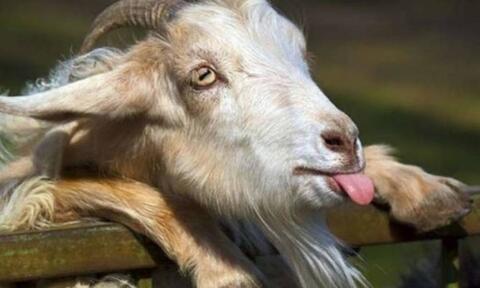 أول عنزة انتحارية في الحرب الأوكرانية