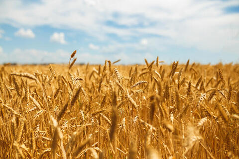 Wheat Prices in Africa up 60% Due to Russia-Ukraine War